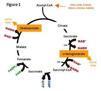 Citric Acid Cycle