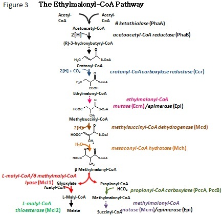 The Ethylmalonyl-CoA Pathway