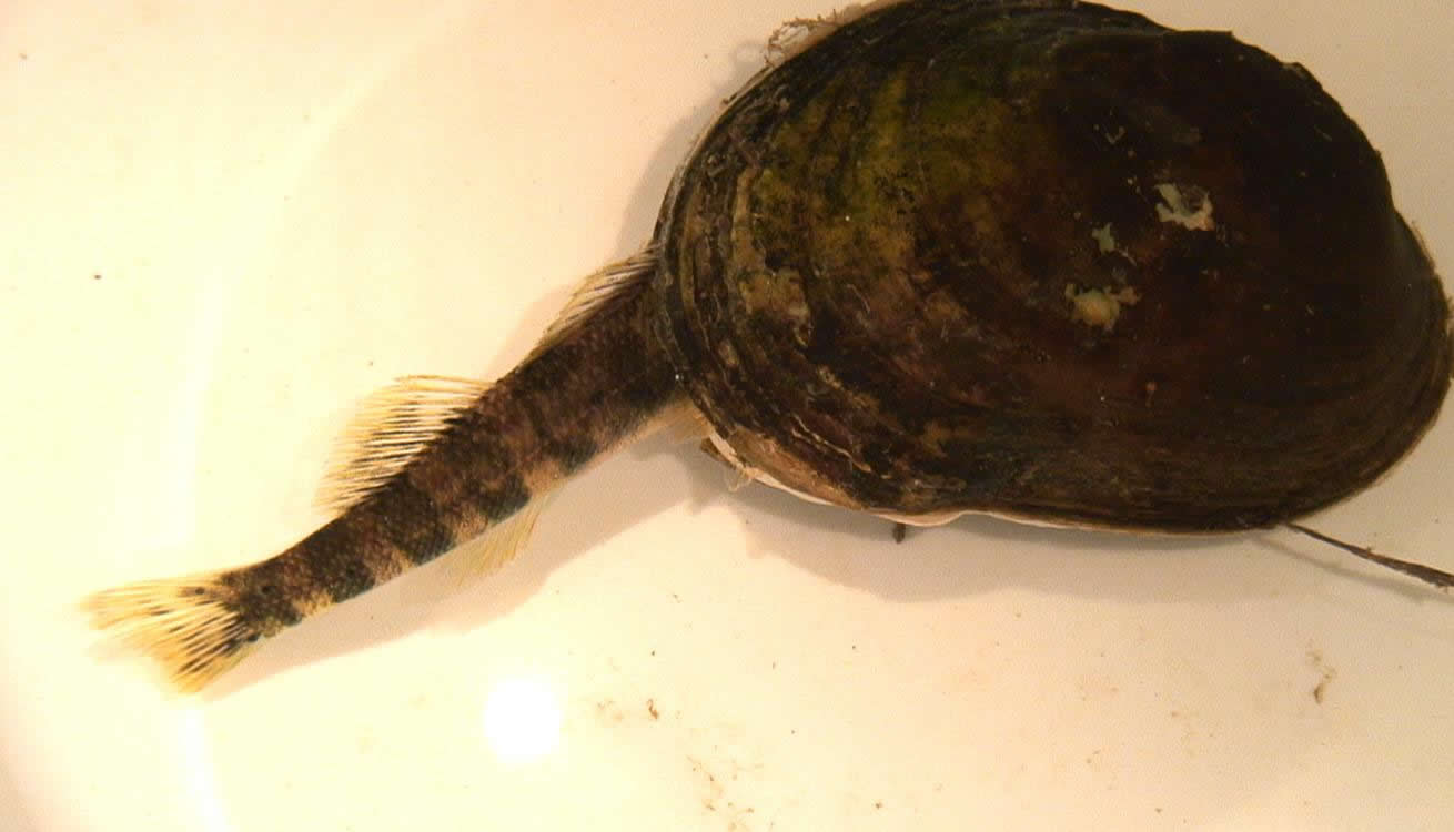 Northern Riffleshell