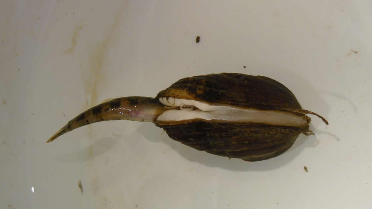 Northern Riffleshell