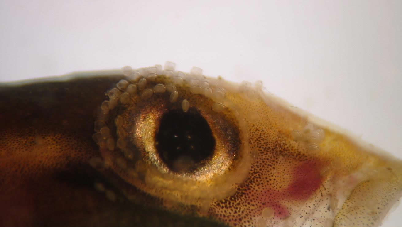 Northern Riffleshell