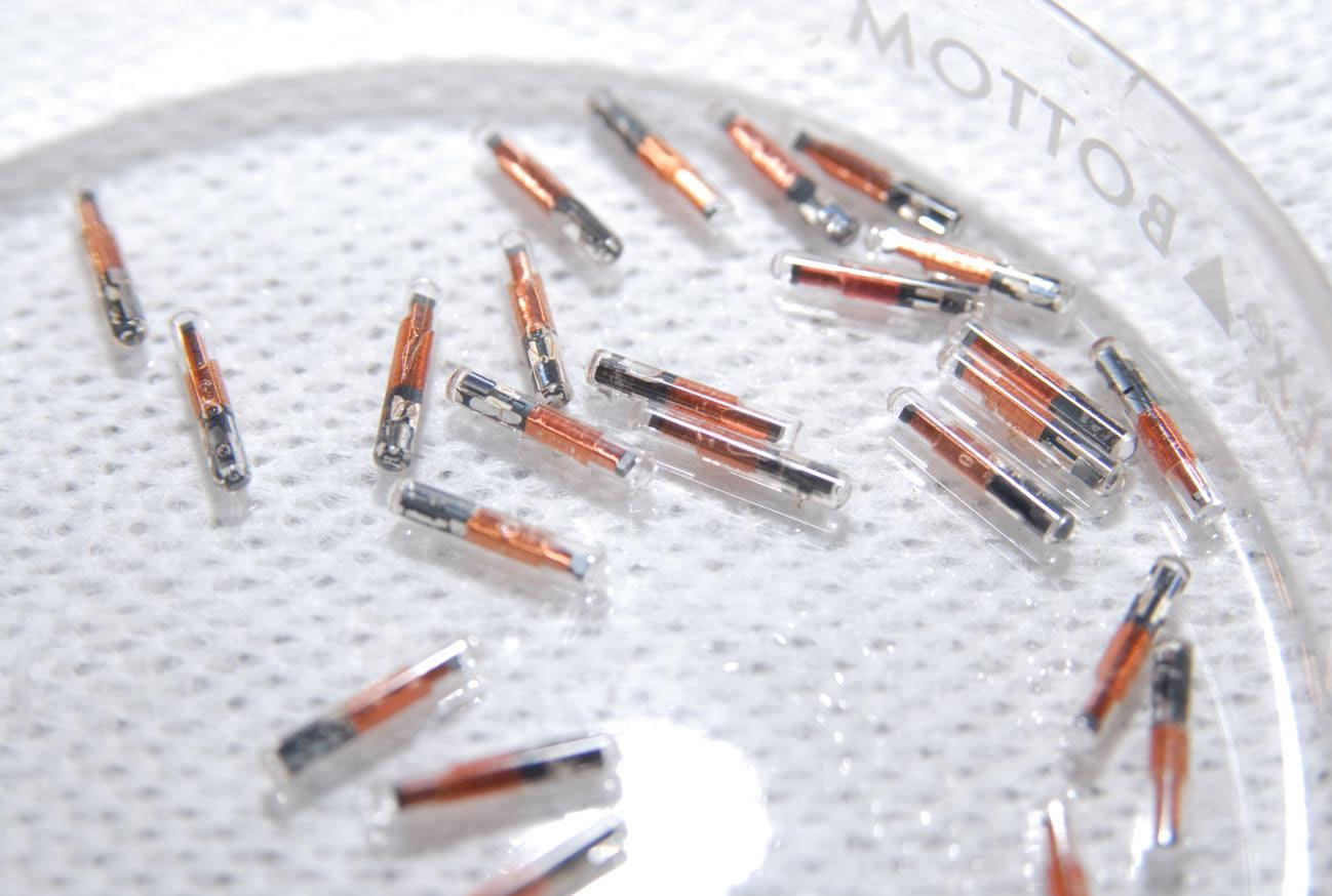 Northern Riffleshell