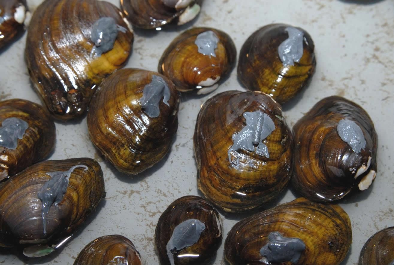 Northern Riffleshell