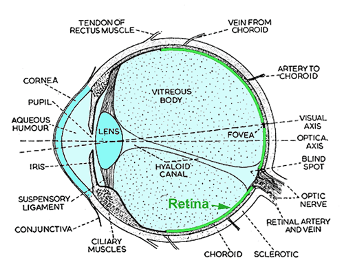 What is the fovea? – Front Range Retina