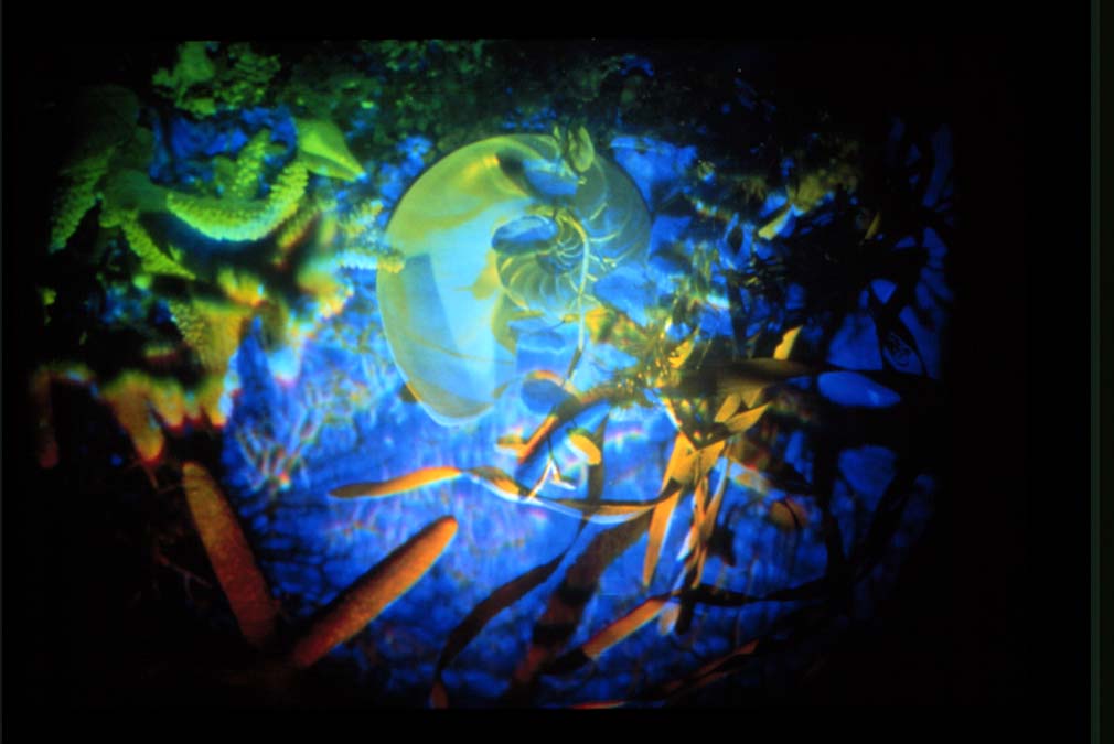 Shells, 1993