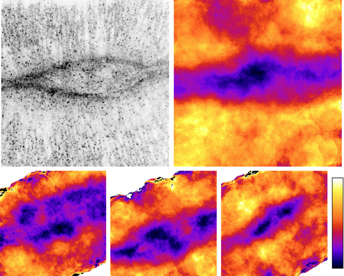 Drosophila dorsal closure imaged under fluorescence microscopy.
