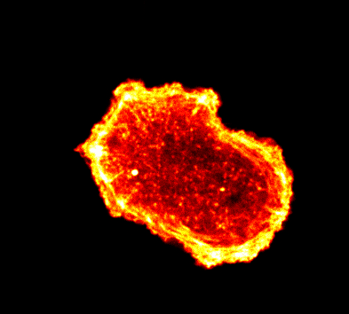 Microscopy image illustrating mechanobiology and cancer cell death research