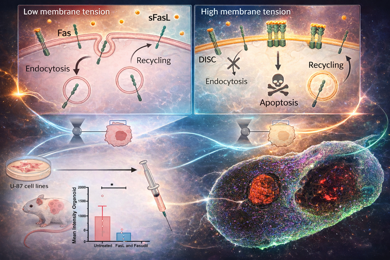 Animated microscopy image showing clathrin-related dynamics