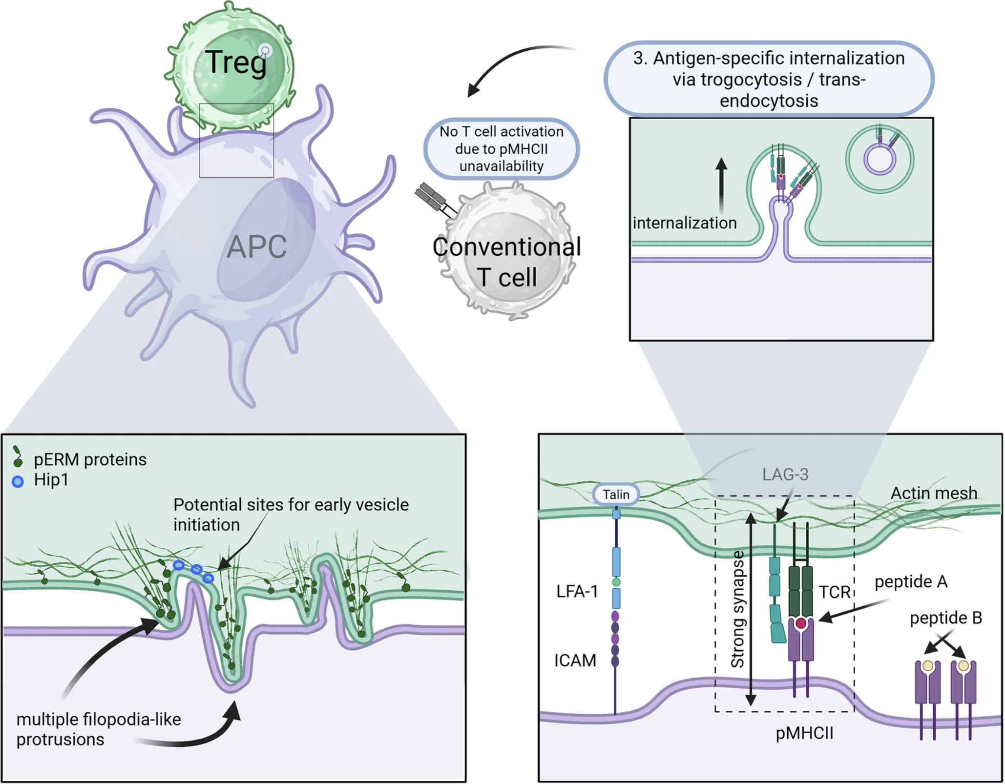 Antigen-mediated suppression is proposed to occur through coordinated mechanical phases during APC engagement.