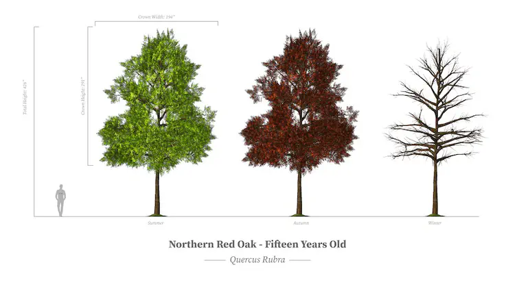 seasonal virtual trees