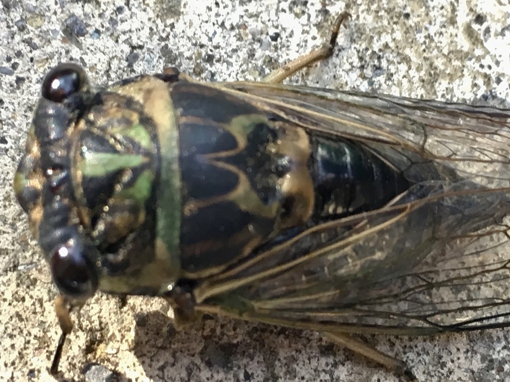 cicada-zoom.jpeg