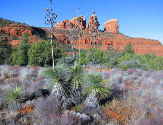 IMG_0243E.jpg (9481281 bytes)