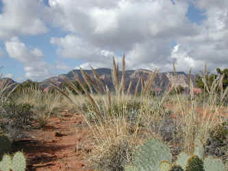 DSCN3630.JPG (413957 bytes)