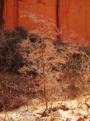 IMG_0434.JPG (1595267 bytes)