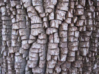 IMG_1619.jpg (3395455 bytes)