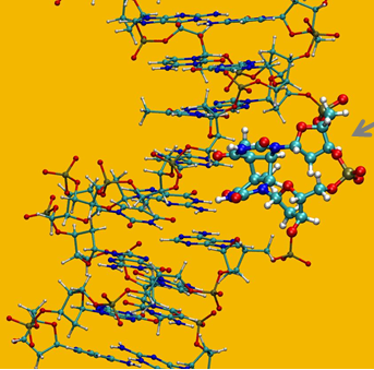 CPD in DNA