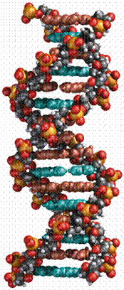 DNA
