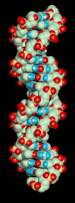 DNA