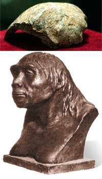 Peking Man's fossil skull and possible appearance