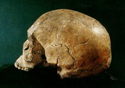 Liujiang Man's fossil skull, found in Liuzhou