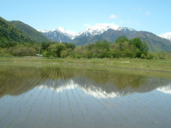 Wet rice field